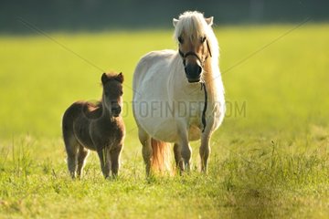 Shetland and foal in meadow - Burgundy France
