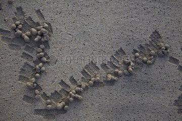 Tracks lassen den Sand durch einen Krabbengalapagos herein