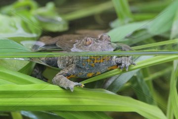 Yellow bellied Toad in a marsh