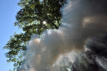 Rays of sun through the smoke