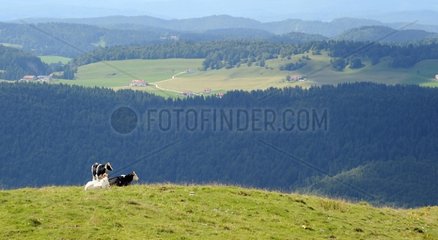 Cows in the Jura mountains France
