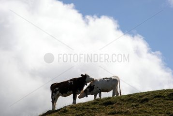 Cows in the Jura mountains France