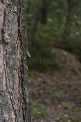 Common Wall Lizard on a tree trunk Fontainebleau