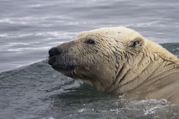 Portrait of Polar Bear in water Svalbard Svalbard]