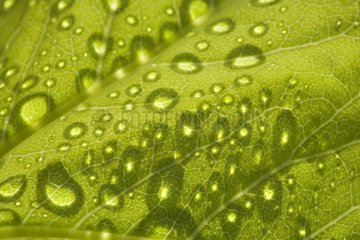 Dewdrops auf einem grünen Blatt Frankreich