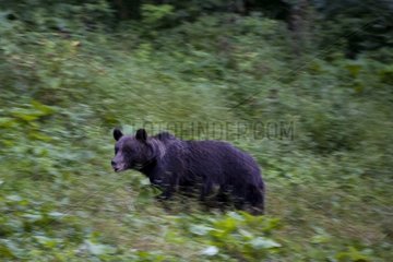 Brown bear supervising the environment Romania