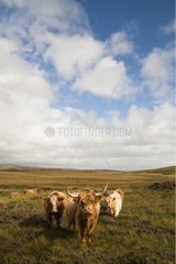 Highland cattles in Scotland