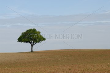 Isolated tree in a cultivated field