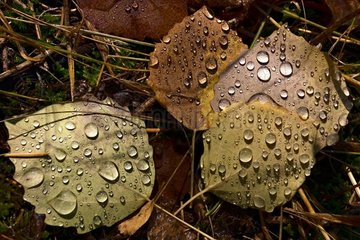 Dewdrops auf toten Blättern Kasachstan