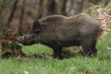 Wild boar looking for food Spain
