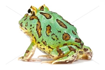 Peppermint' form of Chacoan Horned Frog in studio