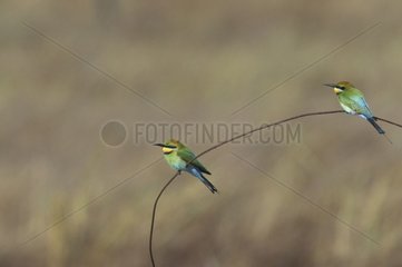 Rainbow Bee-eater Cape York Queensland Australie