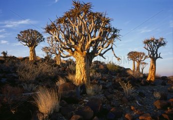 Arbres à carquois à l'aube Namibie