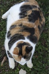 Isabelle fettleibige Katze nach einer Operation Vaucluse Frankreich