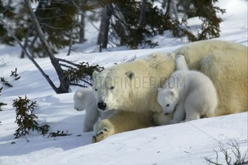 Frau des Polarbären mit ihren jungen Menschen in Snow Churchill