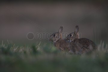 Europäische Kaninchen sorgfältig auf einer Wiese herum