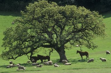Pferde und Schafe im Schatten eines Baumes im Frühling