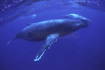 Humpback Whale and young island Rurutu Austral Polynesia