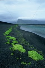 Rare végétation poussant sur le sable noir Islande