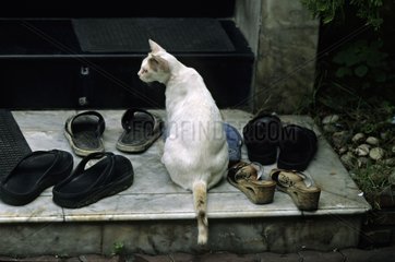 Cat sitting in the middle of shoes Bangkok Thailand
