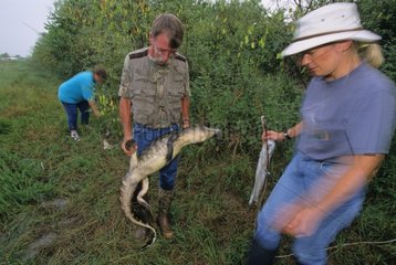 Bill Howell and Alligator taken at bait Texas USA