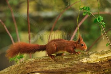 Red Squirrel on a branch - Normandy France