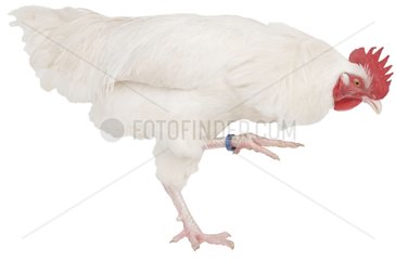 White cock of Gâtinais breed walking