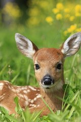 Portrait of young White-tailed deer lying in the grass USA