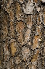 Bark of a tree in the forest of Fontainebleau France