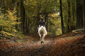 Cavalier walking in woods in autumn Netherlands