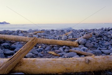 Bois flottés échoués sur la côte est du Groenland