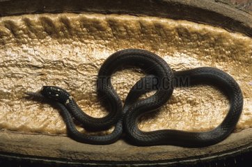Schwarzköpfige Schlange Nicaragua