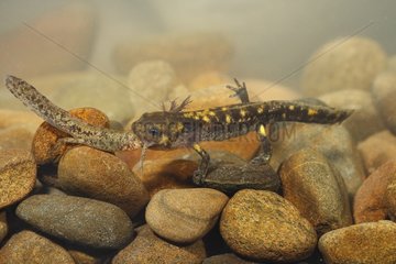 Larve von gesprenkeltem Salamander  der einen anderen kleineren angreift