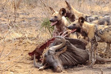 African wild dogs eating a Gnu South Africa