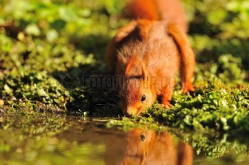 Red squirrel drinking from a puddle - Normandy France