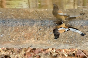 Rufous Treepie at waterhole - Tadoba PN India