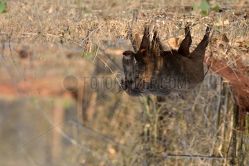 Inidian Wild Boar in a clearing - Tadoba NP India