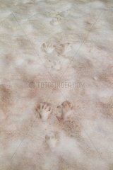 Marmot footprints in the snow - Alps France