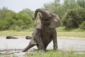 African Elephant on the bank - Kruger NP South Africa