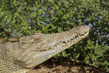Portrait of Nile Crocodile - Kruger NP South Africa