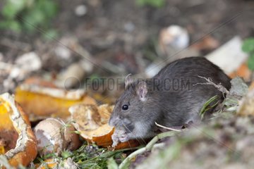 Brown Rat in a compost parasitized by ticks