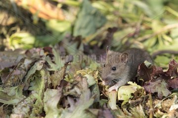 Young Brown Rat feeding in a compost in summer Haute-Savoie