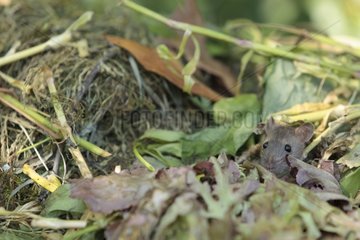 Young Brown Rat emerging from compost in summer