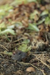 Young Brown Rat emerging from a compost in summer France