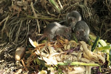 Young Brown Rats on a compost in summer France