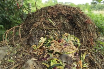 Brown Rats on a compost in summer France