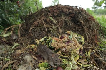 Brown Rats on a compost in summer France