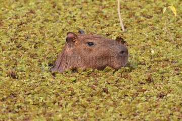 Portrait of an adult capybara in the water Brazil