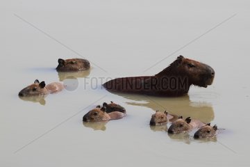 Capybara in the water with its young Brazil
