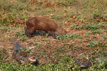 Capybara in the edge of marsh eating near Crocodiles Brazil